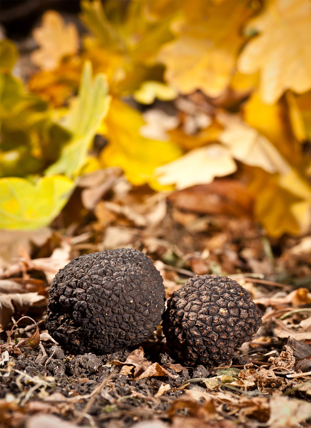 home-truffles home-truffles