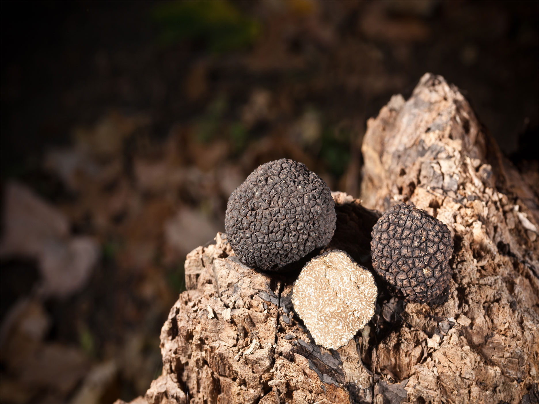 trufe-negre trufe-negre