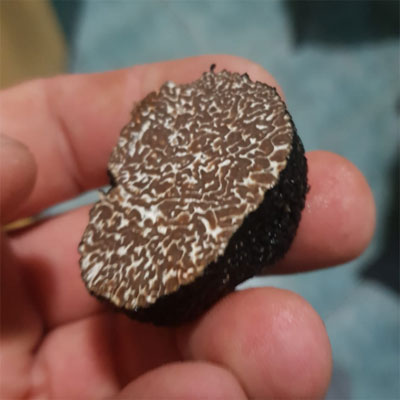 tuber-uncinatum tuber-uncinatum