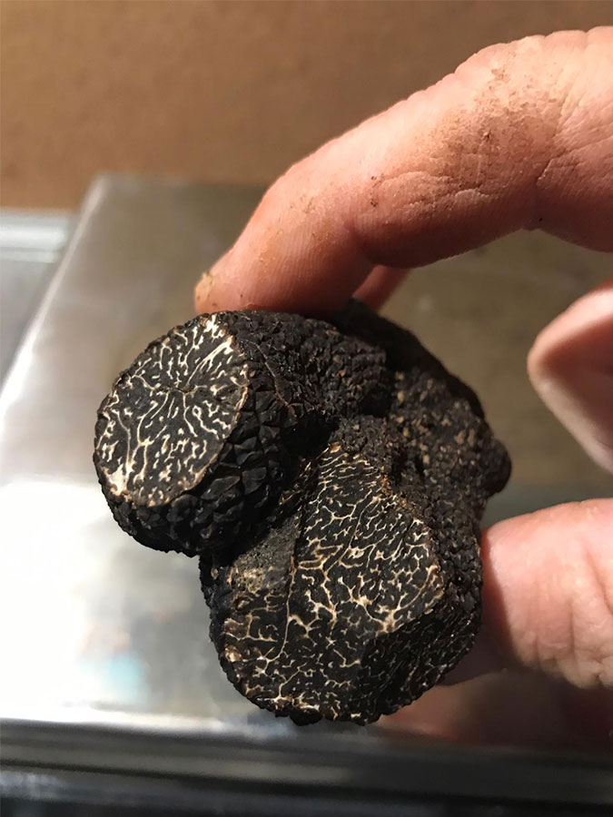 uncinatum-truffles uncinatum-truffles